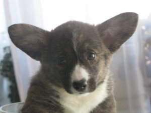 Photos supplémentaires: Pedigree de chiot cardigan corgi gallois