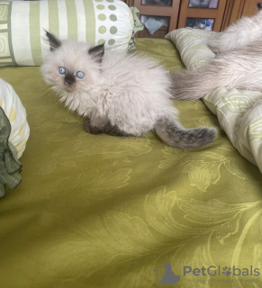 Photo №1. british longhair - à vendre en ville de Munich | 300€ | Annonce № 109745