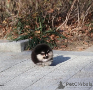 Photo №3. Pomérane formé des toilettes. Pays Bas