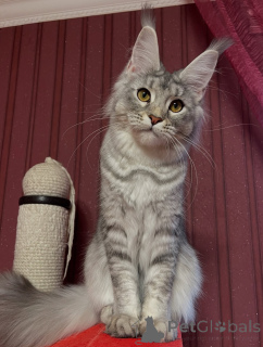 Photo №1. maine coon - à vendre en ville de Damüls | négocié | Annonce № 155327