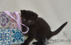 Photo №4. Je vais vendre maine coon en ville de Berchtesgaden. éleveur - prix - négocié