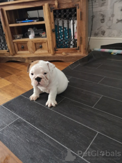 Photo №1. bulldog anglais - à vendre en ville de Корк | Gratuit | Annonce №124166