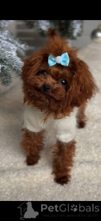 Photo №3. Un caniche mâle unique de la taille d'une tasse de thé. Allemagne