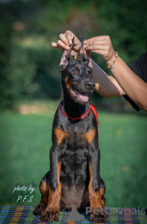 Photo №2 de l'annonce № 112796 de la vente dobermann - acheter à Serbie éleveur