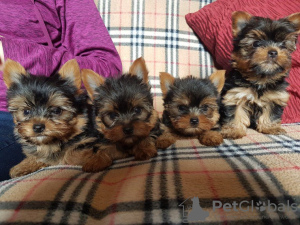 Photo №1. yorkshire terrier - à vendre en ville de Калифорния Сити | négocié | Annonce №44308