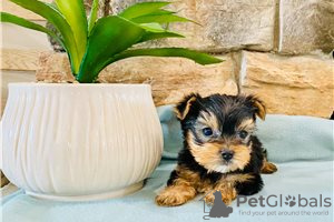 Photo №3. Teacup Yorkshire Terrier Puppy en adoption gratuite. Allemagne