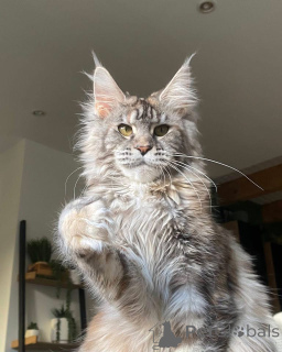Photo №4. Je vais vendre maine coon en ville de Aberdeen.  - prix - négocié