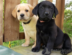 Photo №1. labrador retriever - à vendre en ville de Prague | négocié | Annonce №178348