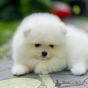 Photo №4. Je vais vendre spitz nain en ville de Bali. annonce privée - prix - 269€