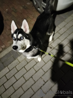 Photo №1. husky de sibérie - à vendre en ville de Varsovie | négocié | Annonce №41274