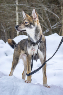 Photo №1. chien bâtard - à vendre en ville de Pavlovsky Posad | Gratuit | Annonce №1261