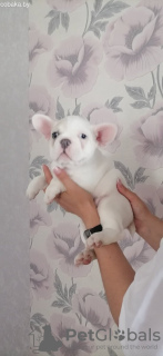 Photo №4. Je vais vendre bouledogue en ville de Munich. annonce privée - prix - 360€