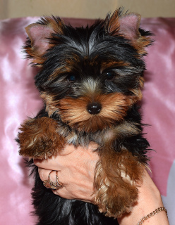 Photos supplémentaires: Chiots Yorkshire terrier, deux filles.