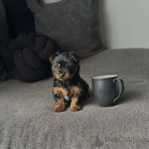 Photo №4. Je vais vendre yorkshire terrier en ville de Noirs. éleveur - prix - 250€