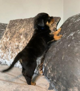 Photo №4. Je vais vendre rottweiler en ville de Aalen. annonce privée - prix - Gratuit
