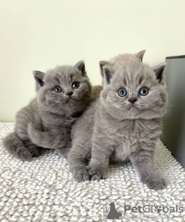 Photo №2 de l'annonce № 128688 de la vente british shorthair - acheter à Allemagne éleveur
