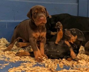 Photo №2 de l'annonce № 138955 de la vente dobermann - acheter à USA annonce privée, éleveur