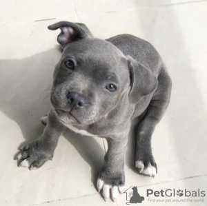 Photo №1. blue lacy - à vendre en ville de Berlin | Gratuit | Annonce №126769