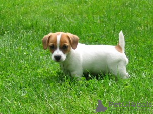 Photo №1. jack russell terrier - à vendre en ville de Fresno | Gratuit | Annonce №124108