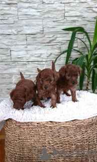 Photos supplémentaires: Chiots caniche rouge jouet à vendre