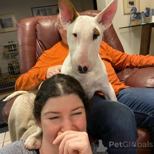 Photo №2 de l'annonce № 175007 de la vente bull terrier - acheter à L'Autriche 