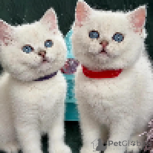 Photo №2 de l'annonce № 168587 de la vente british shorthair - acheter à Luxembourg annonce privée