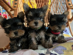 Photo №2 de l'annonce № 160817 de la vente yorkshire terrier - acheter à Pays Bas éleveur