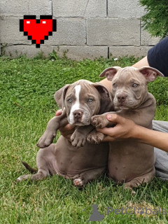 Photo №4. Je vais vendre american bully en ville de Добрич. de la fourrière - prix - négocié