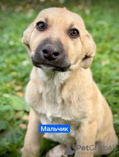 Photo №3. De merveilleux chiots entre de bonnes mains.. Fédération de Russie