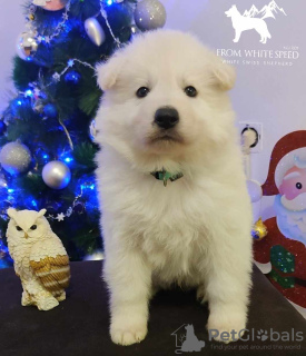 Photo №3. Chiots Berger Blanc Suisse. Serbie