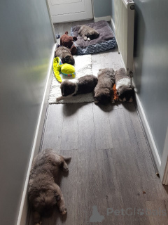 Photo №2 de l'annonce № 167482 de la vente berger du caucase - acheter à Danemark annonce privée, éleveur