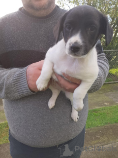 Photo №1. jack russell terrier - à vendre en ville de Bregenz | 350€ | Annonce №144457