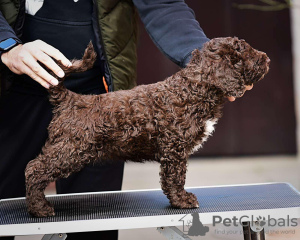 Photo №2 de l'annonce № 86358 de la vente chien d'eau espagnol - acheter à Serbie éleveur