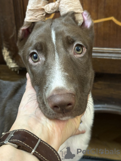 Photo №4. Je vais vendre chien nu du pérou en ville de Kiev. de la fourrière - prix - 300€