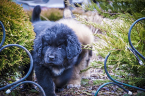 Photos supplémentaires: Chiots de dogue tibétain