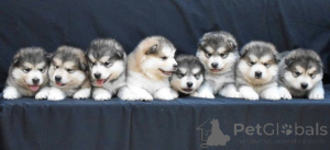 Photo №2 de l'annonce № 173140 de la vente malamute de l'alaska - acheter à Serbie 