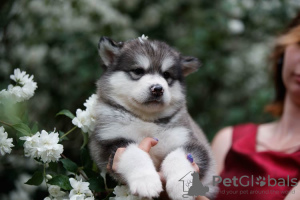 Photo №4. Je vais vendre malamute de l'alaska en ville de Москва. annonce privée - prix - 418€