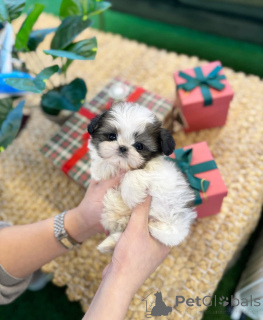 Photo №1. shih tzu - à vendre en ville de Berlingrod | négocié | Annonce №169590