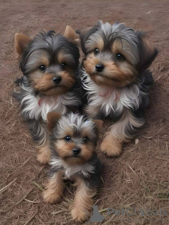 Photo №1. yorkshire terrier - à vendre en ville de Kansas City | 425€ | Annonce №129523