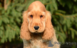 Photo №1. cocker spaniel anglais - à vendre en ville de Berlin | 260€ | Annonce №109102