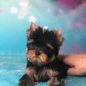 Photos supplémentaires: Ici, j'ai de beaux chiots Yorkshire Terrier, filles et garçons, tous très