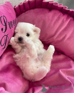 Photo №1. bichon maltais - à vendre en ville de Berlin | négocié | Annonce №155902