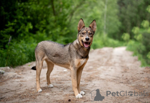 Photo №2 de l'annonce № 145741 de la vente chien bâtard - acheter à Fédération de Russie annonce privée