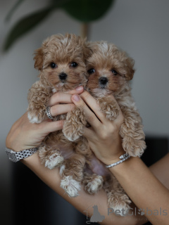 Photo №3. Adorables chiots Maltipoo moelleux, petites boules d'amour prêtes pour leur. France