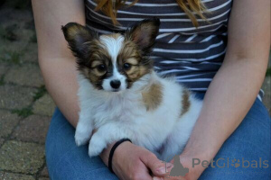 Photo №1. papillon - à vendre en ville de Stockholm | négocié | Annonce №169766