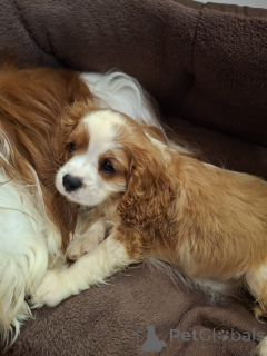 Photo №2 de l'annonce № 175525 de la vente cocker américain, cocker spaniel anglais, springer anglais, welsh springer spaniel, épagneul d'eau irlandais, chien d'eau espagnol, mâtin espagnol, cavalier king charles spaniel, cavalier king charles spaniel, clumber spaniel, épagneul russe, épagneul tibétain - acheter à Lituanie annonce privée, de la fourrière, éleveur
