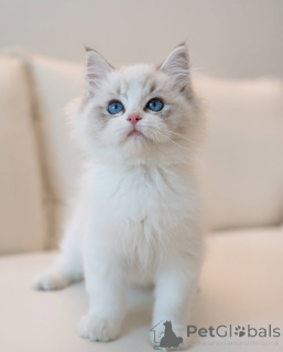 Photo №1. ragdoll - à vendre en ville de Brême | négocié | Annonce № 154916