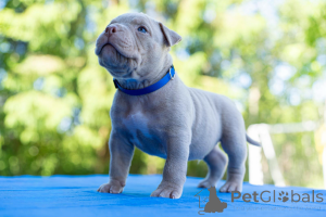 Photo №4. Je vais vendre chien bâtard en ville de Tallinn.  - prix - négocié