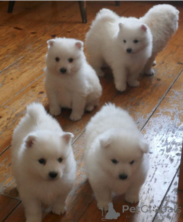 Photo №4. Je vais vendre spitz japonais en ville de Ydre. annonce privée, éleveur - prix - 1000€