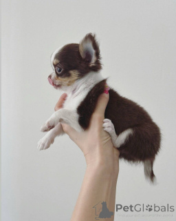 Photo №1. chihuahua - à vendre en ville de Genève | négocié | Annonce №152582